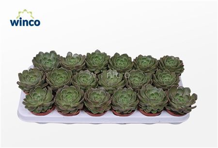 Echeveria Bron Rose