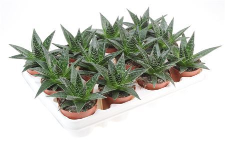 Gasteria Delta