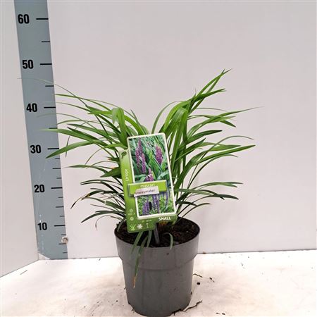 Liriope Muscari Moneymaker