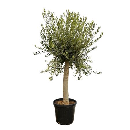 Olea Europaea Lorc