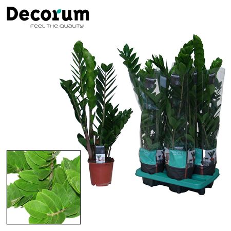 Zamioculcas 4+ (decorum)