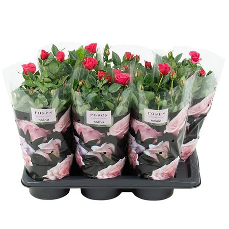 Rosa Nolina Deep Pink