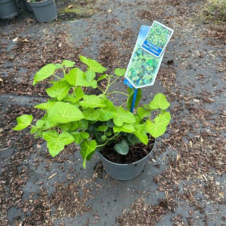 Хедера Хе Арбори Компакт