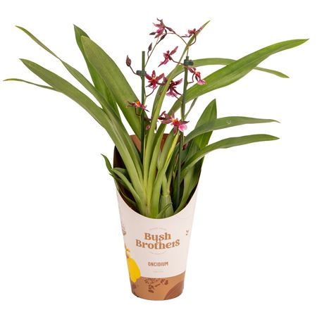 Oncidium 2st Mieke Von Holm Smelling