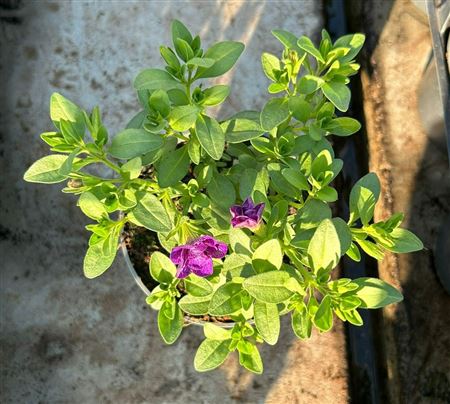 Calibrachoa Minifamous Double Amethyst