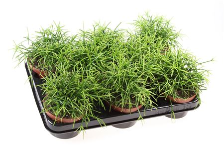Rhipsalis Cassutha Oasis