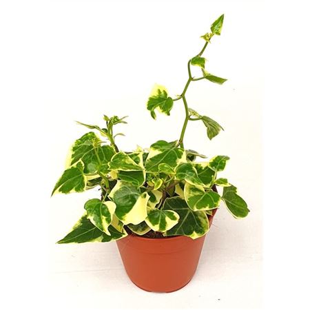 Senecio Macroglossus Variegata