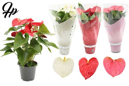 Anth An Mix 3 Color Mix 4+