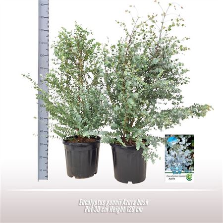 Eucalyptus Gunnii Azura Bush