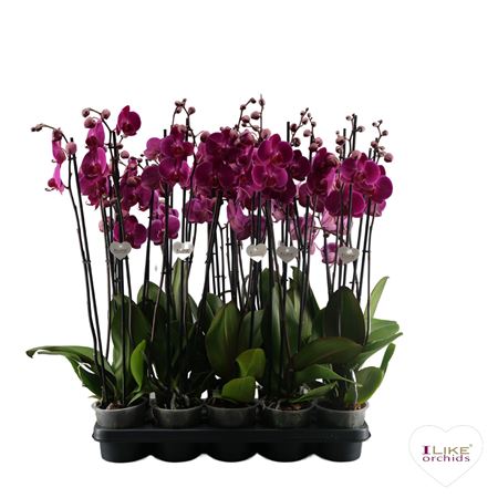 Phal 3st Purple 18+ (levo)