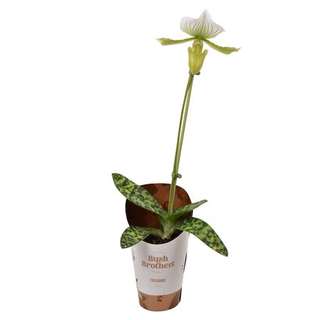 Paphiopedilum 1st Maudiae Femma