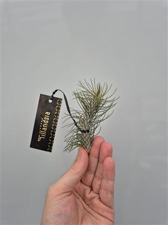 Tillandsia Funkiana "curved" Met Label