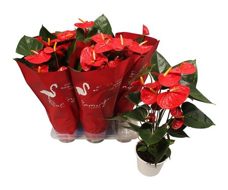 Anth An Jambo Red 5+ Deco Sleeve