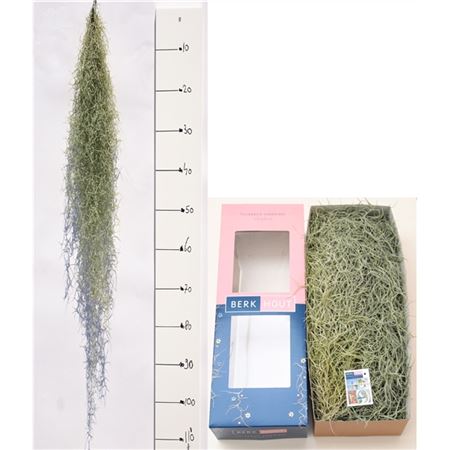 Tillandsia 100 Cm