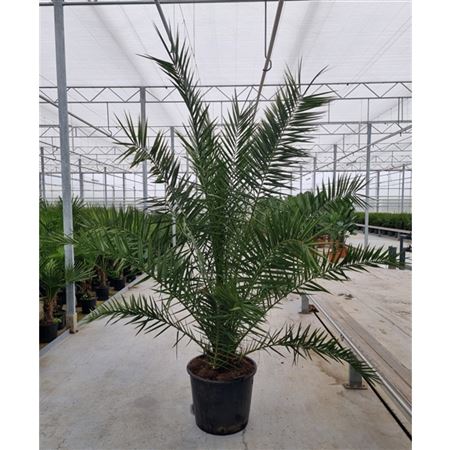 Phoenix Canariensis Phoecan