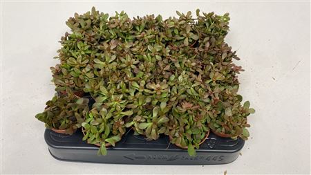 Crassula Radians