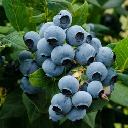 Голубика высокорослая Элизабет в тубе