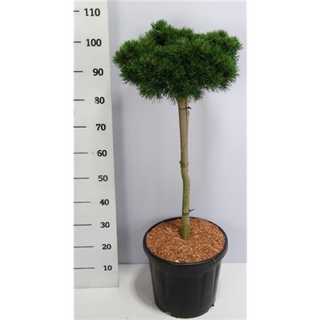 Pinus Mugo Lilliput On Stem