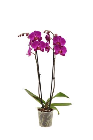 Phal 2st Midnight Rambler 16+ (vg)