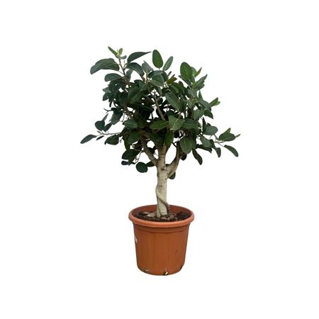 Ficus Be Bonsai