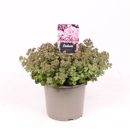 Sedum Sunsparkler Lime Zinger