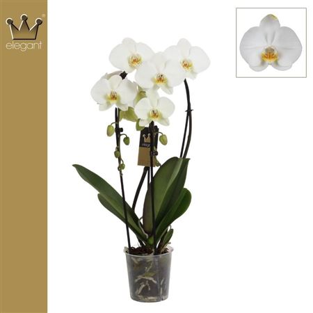 Phal 2st Cascade White Diamond