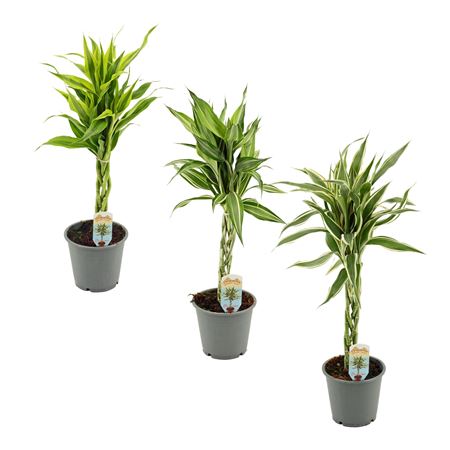Drac Sanderiana Twist Mix