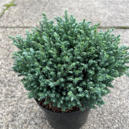 Chamaecyparis Pis Blue Moon