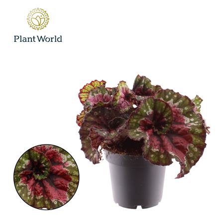 Begonia Rex Macarena
