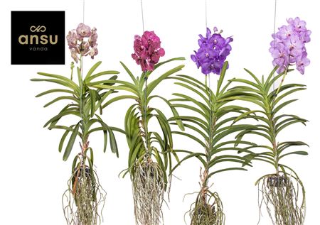 Vanda A2 Xxl Mix