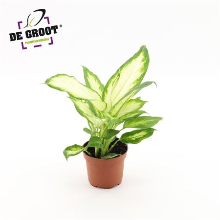 Dieffenbachia Bertina