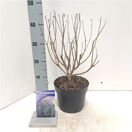 Caryopteris Cland Thetis