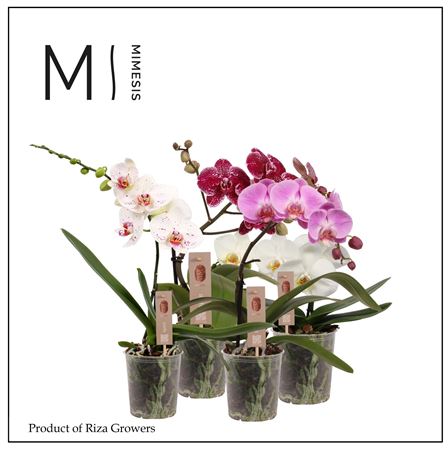 Phal 1st Spirit Mix (orchid Growers)