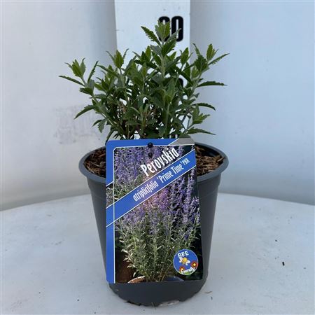 Perovskia Atriplicifolia Prime Time Pbr