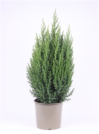 Juniperus Chin Stricta