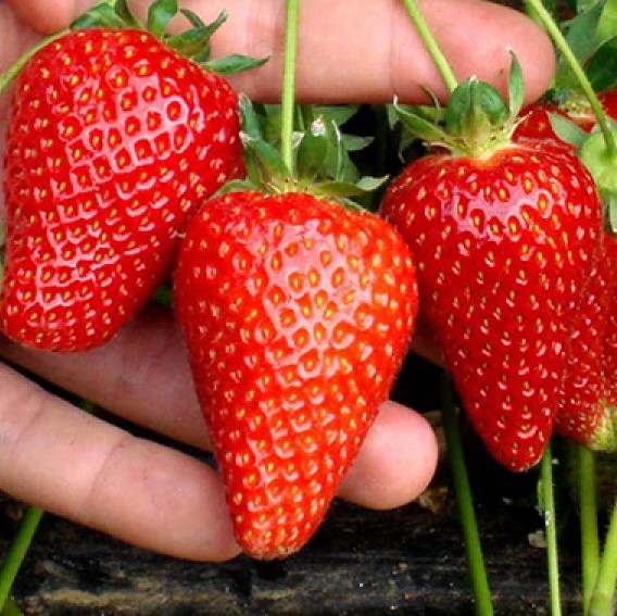 Земляника Капри