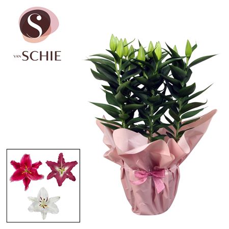 Lilium Or Mix 5pp Rondella Pink