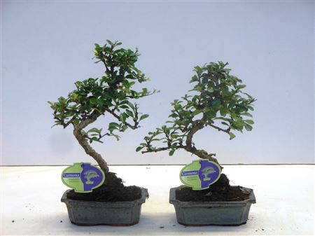 Bonsai Carmona Macrophylla, Without