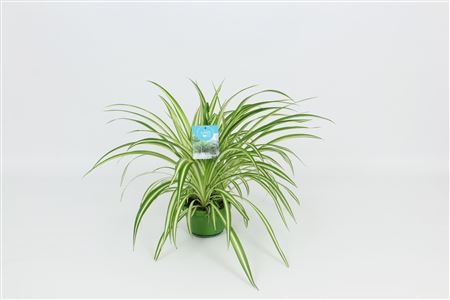 Chlorophytum Vitatum Hanging