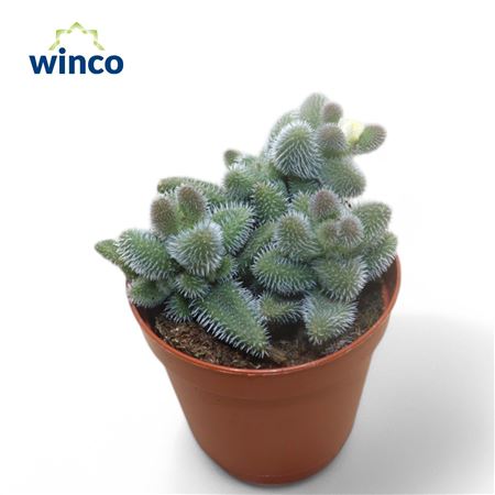 Delosperma Echinatum