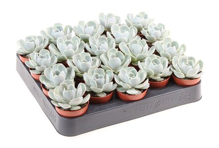 Echeveria Electra