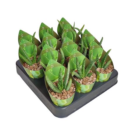 Aloe Vera Potcover