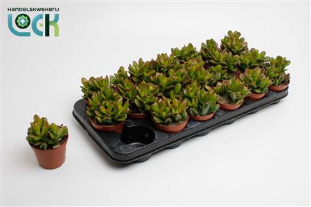 Crassula Horn Tree Special