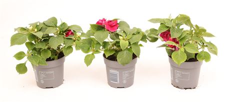 Impatiens Glimmer Double Burgundy