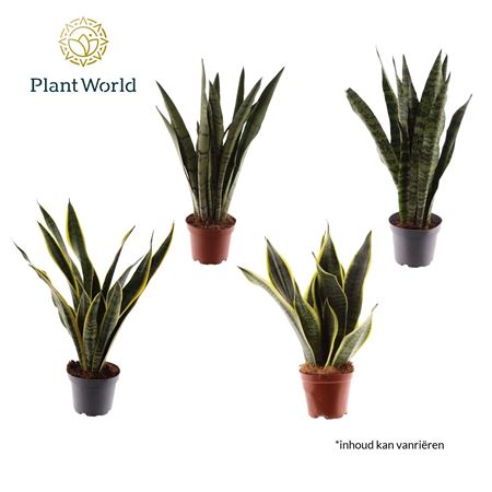 Sansevieria 3-4 Soorten Gemengd