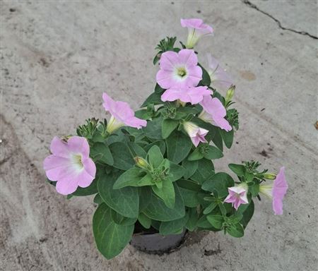 Petunia Pink Morn