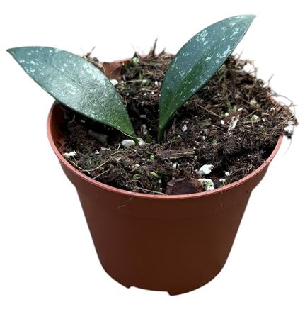 Hoya Sp Cianjur