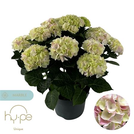 Hydrangea Ma Hi Diamond Pink 10+ (hy-pe)