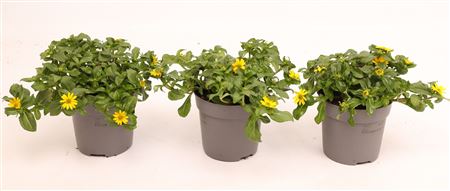 Sanvitalia Compact Yellow