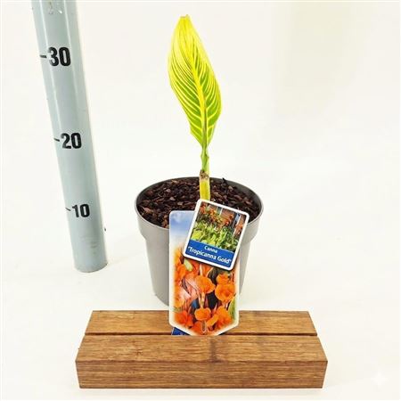 Canna Tropicana Gold